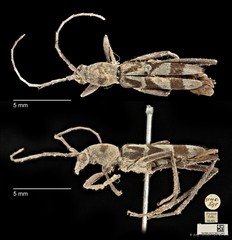 Demonax detortus • © Ang Yuchen • CC BY 4.0