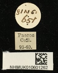 Demonax detortus • All Rights Reserved Museum Label