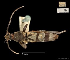 Demonax detortus • © Ang Yuchen • CC BY 4.0