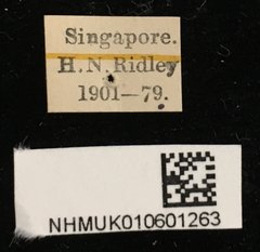 Demonax detortus • All Rights Reserved Museum Label