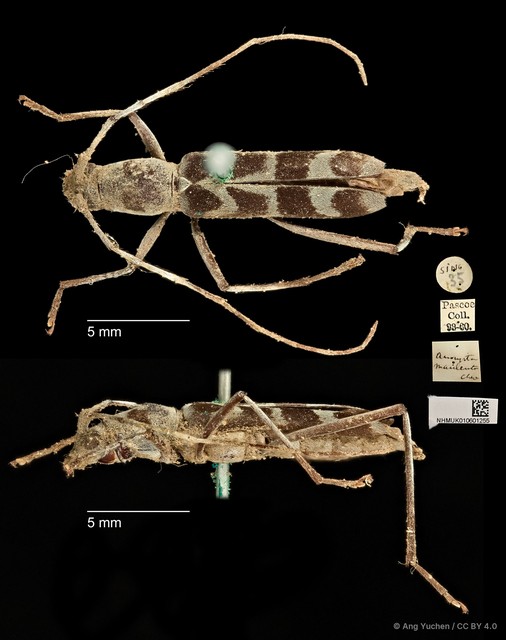 Demonax macilentus • © Ang Yuchen • CC BY 4.0