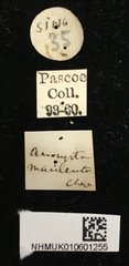 Demonax macilentus • All Rights Reserved Museum Label