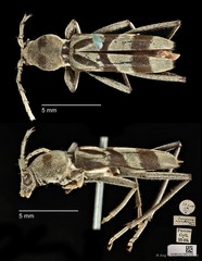 Demonax mulio • © Ang Yuchen • CC BY 4.0