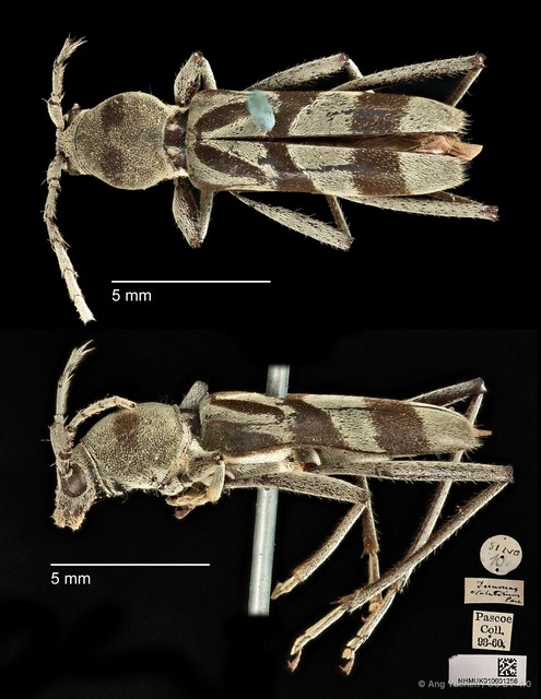 Demonax mulio • © Ang Yuchen • CC BY 4.0