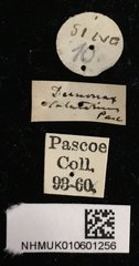 Demonax mulio • All Rights Reserved Museum Label
