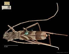 Demonax ordinatus • © Ang Yuchen • CC BY 4.0