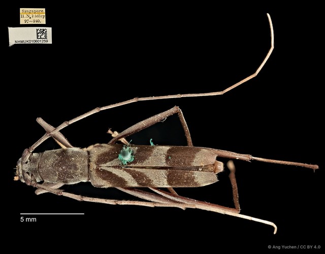 Demonax ordinatus • © Ang Yuchen • CC BY 4.0