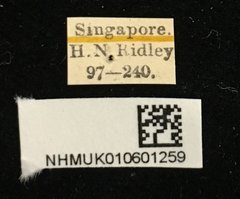 Demonax ordinatus • All Rights Reserved Museum Label