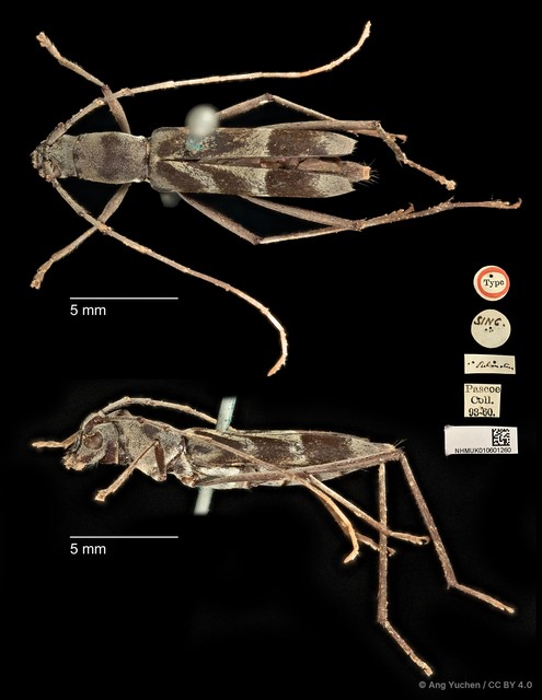 Demonax ordinatus