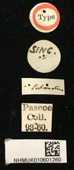 Demonax ordinatus • All Rights Reserved Museum Label