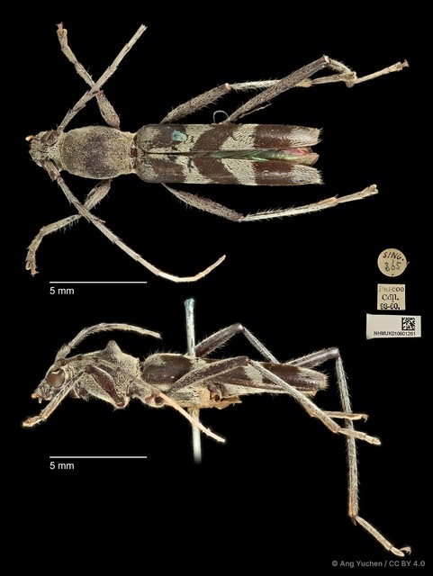 Demonax tipularius • © Ang Yuchen • CC BY 4.0