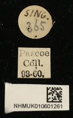 Demonax tipularius • All Rights Reserved Museum Label