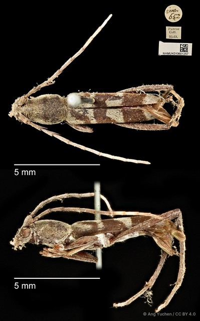 Demonax viverra • © Ang Yuchen • CC BY 4.0