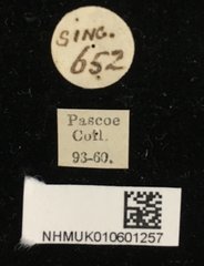 Demonax viverra • All Rights Reserved Museum Label
