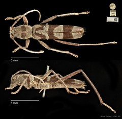 Demonax viverra • © Ang Yuchen • CC BY 4.0