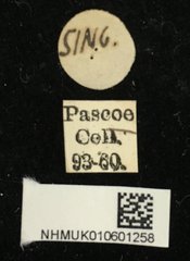 Demonax viverra • All Rights Reserved Museum Label