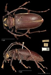 Dorysthenes (Paraphrus) planicollis • © Ang Yuchen • CC BY 4.0