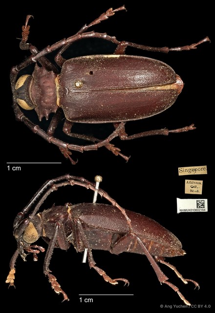 Dorysthenes (Paraphrus) planicollis • © Ang Yuchen • CC BY 4.0