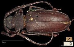 Dorysthenes (Paraphrus) planicollis • © Ang Yuchen • CC BY 4.0