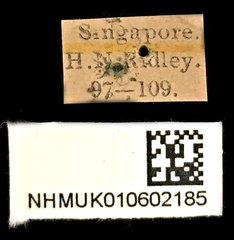 Dorysthenes (Paraphrus) planicollis • All Rights Reserved Museum Label