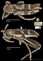 Driopea (Driopea) clytina • © Ang Yuchen • CC BY 4.0