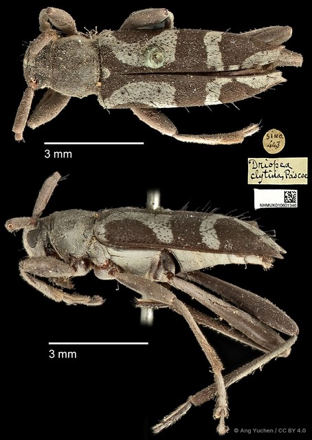 Driopea (Driopea) clytina • © Ang Yuchen • CC BY 4.0