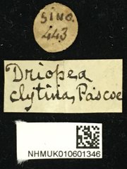 Driopea (Driopea) clytina • All Rights Reserved Museum Label