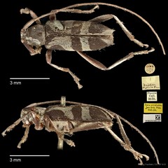 Driopea (Driopea) clytina • © Ang Yuchen • CC BY 4.0
