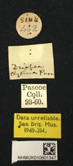 Driopea (Driopea) clytina • All Rights Reserved Museum Label