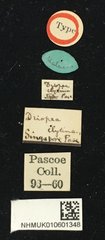 Driopea (Driopea) clytina • All Rights Reserved Museum Label