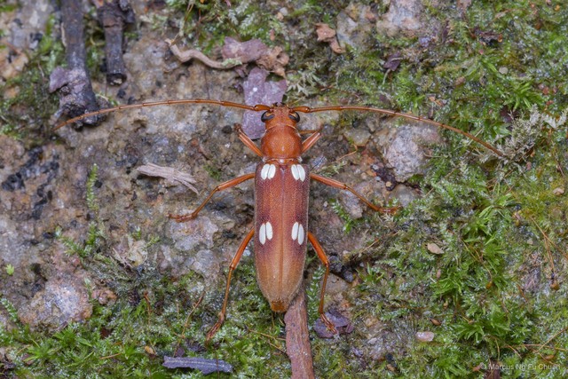 Eburiomorpha guttata • © Marcus Ng Fu Chuan • All Rights Reserved