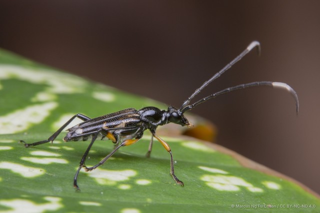 Elacomia femorata • © Marcus Ng Fu Chuan • CC BY-NC-ND 4.0