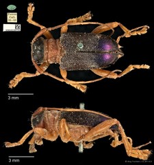 Entelopes glauca • © Ang Yuchen • CC BY 4.0