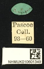 Entelopes glauca • All Rights Reserved Museum Label