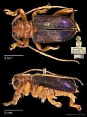 Entelopes glauca • © Ang Yuchen • CC BY 4.0