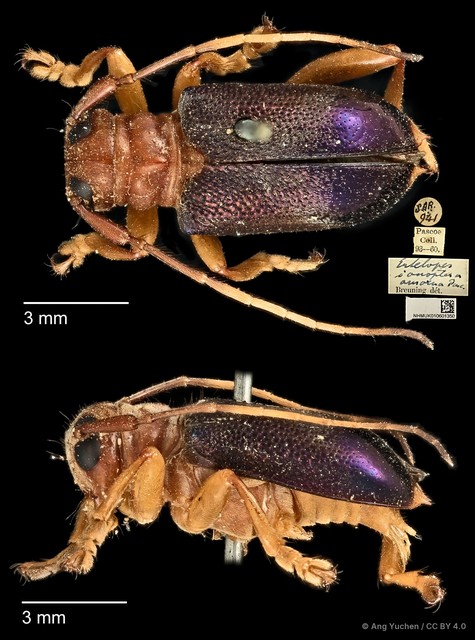 Entelopes glauca