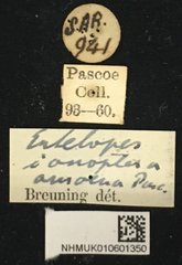 Entelopes glauca • All Rights Reserved Museum Label