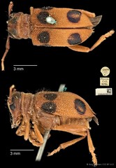 Entelopes glauca • © Ang Yuchen • CC BY 4.0