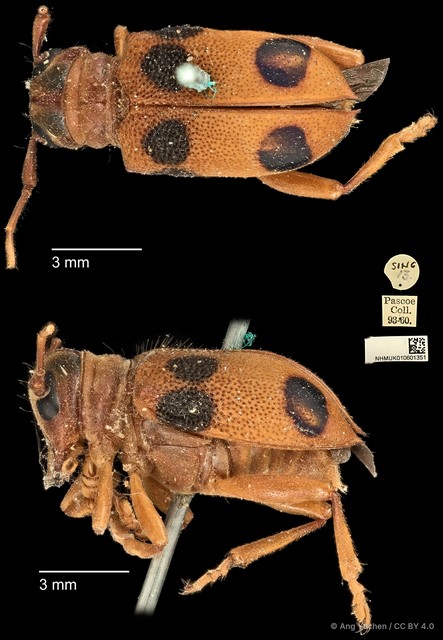 Entelopes glauca