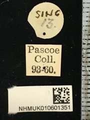 Entelopes glauca • All Rights Reserved Museum Label