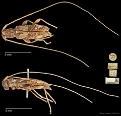 Eoporis (Eoporis) elegans • © Ang Yuchen • CC BY 4.0