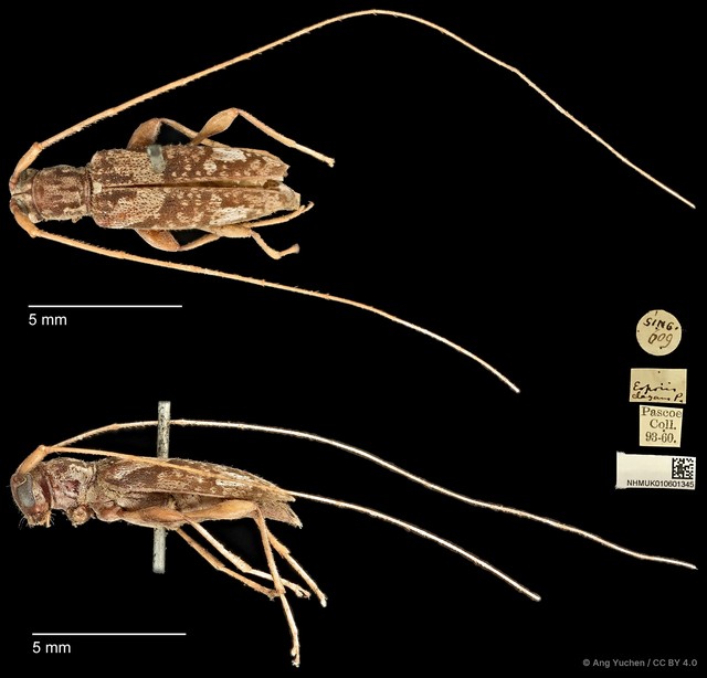 Eoporis (Eoporis) elegans • © Ang Yuchen • CC BY 4.0