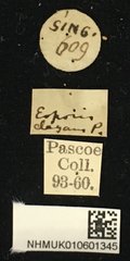 Eoporis (Eoporis) elegans • All Rights Reserved Museum Label