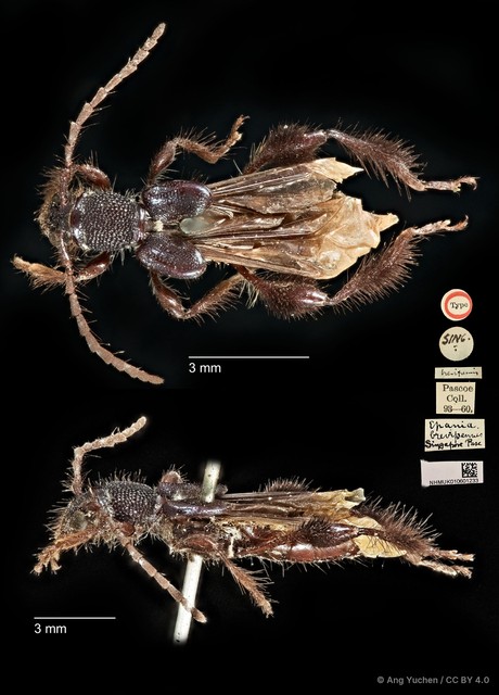 Epania brevipennis • © Ang Yuchen • CC BY 4.0
