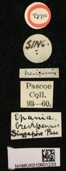Epania brevipennis • All Rights Reserved Museum Label