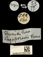 Epania singaporensis • All Rights Reserved Museum Label