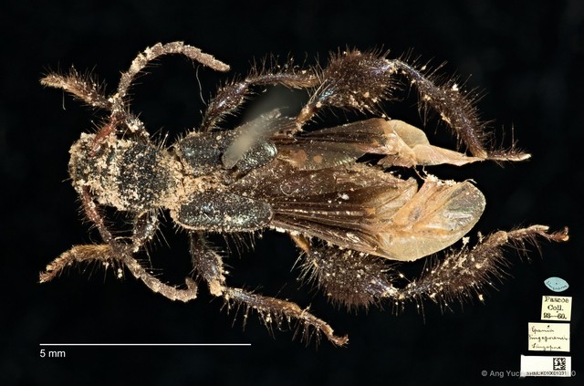 Epania singaporensis