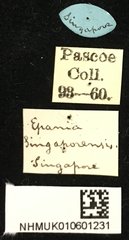 Epania singaporensis • All Rights Reserved Museum Label