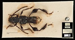 Epania singaporensis • © Ang Yuchen • CC BY 4.0