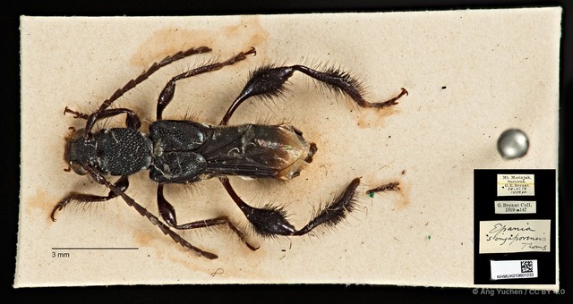 Epania singaporensis